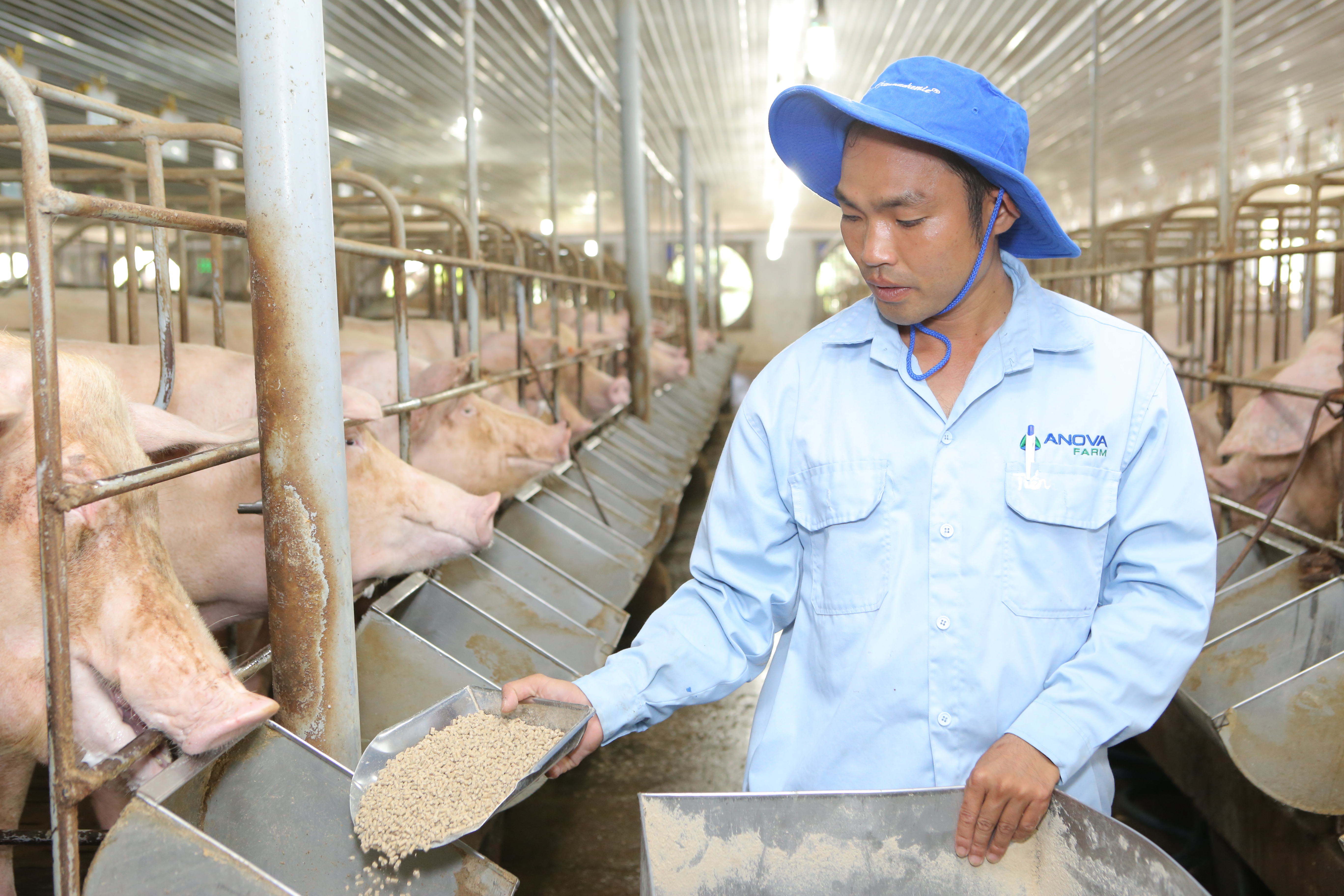 Pig price on February 14, 2019