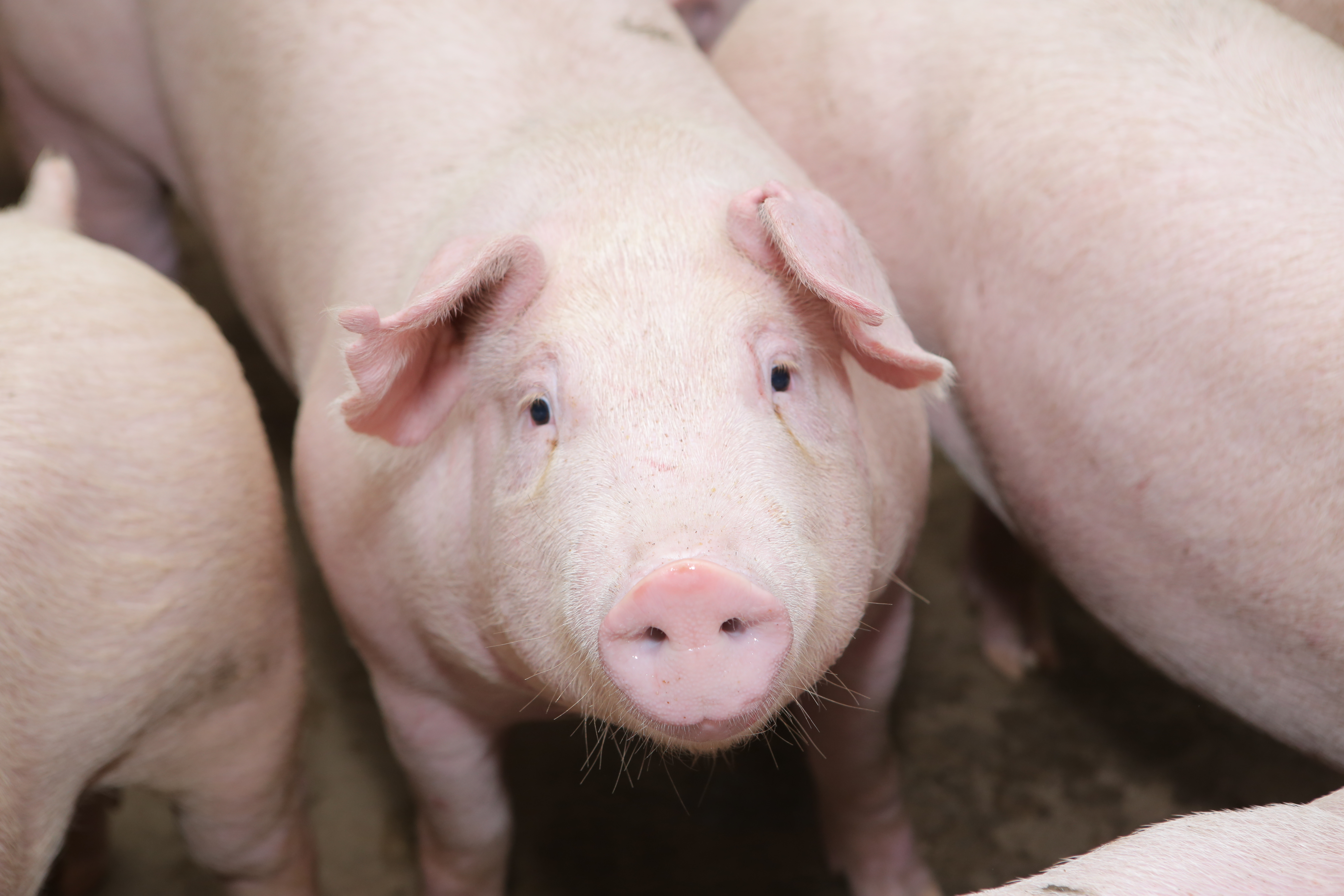 High demand, pork prices continue to increase