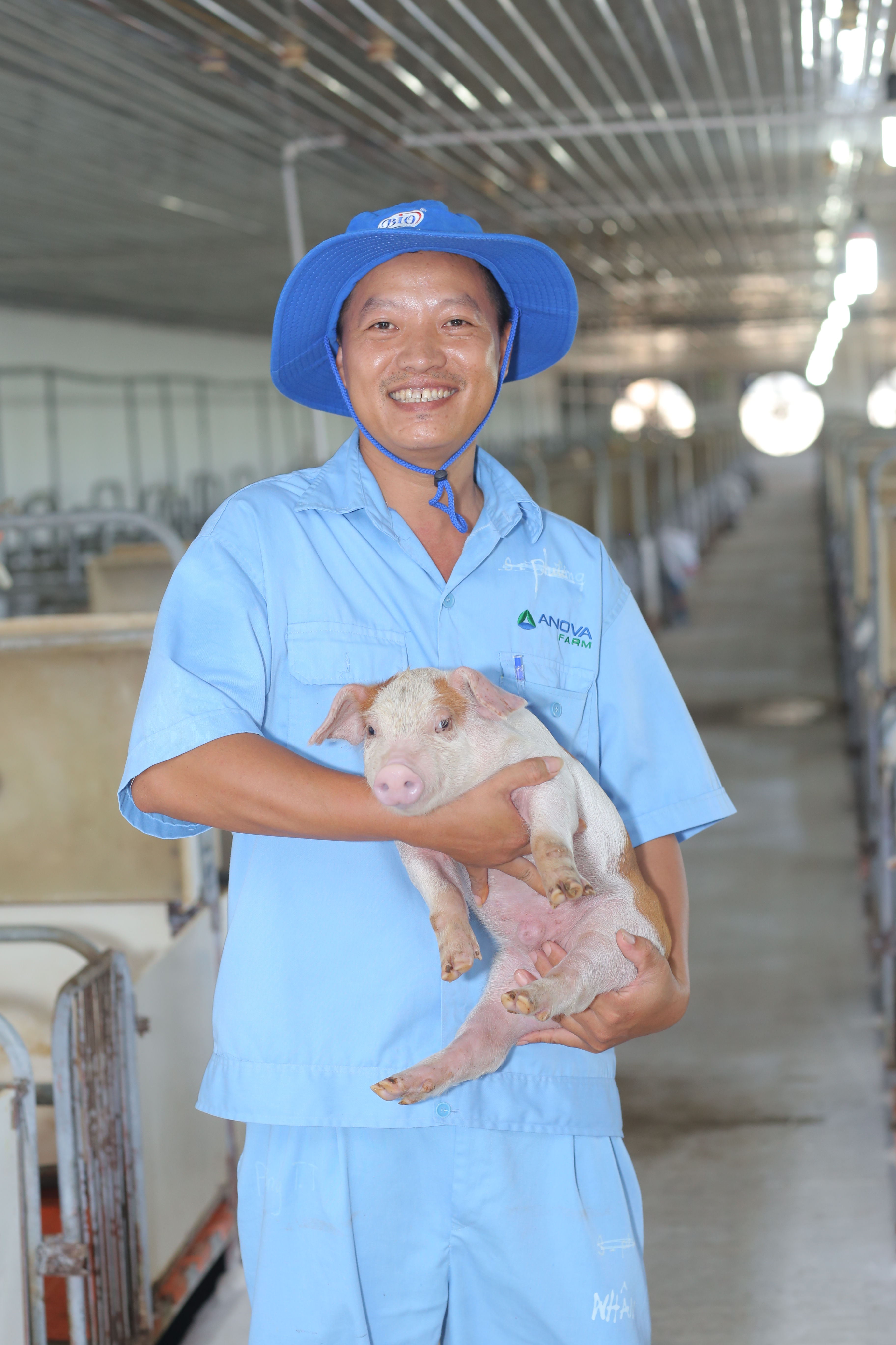 Clean pigs are deposited... at the barn