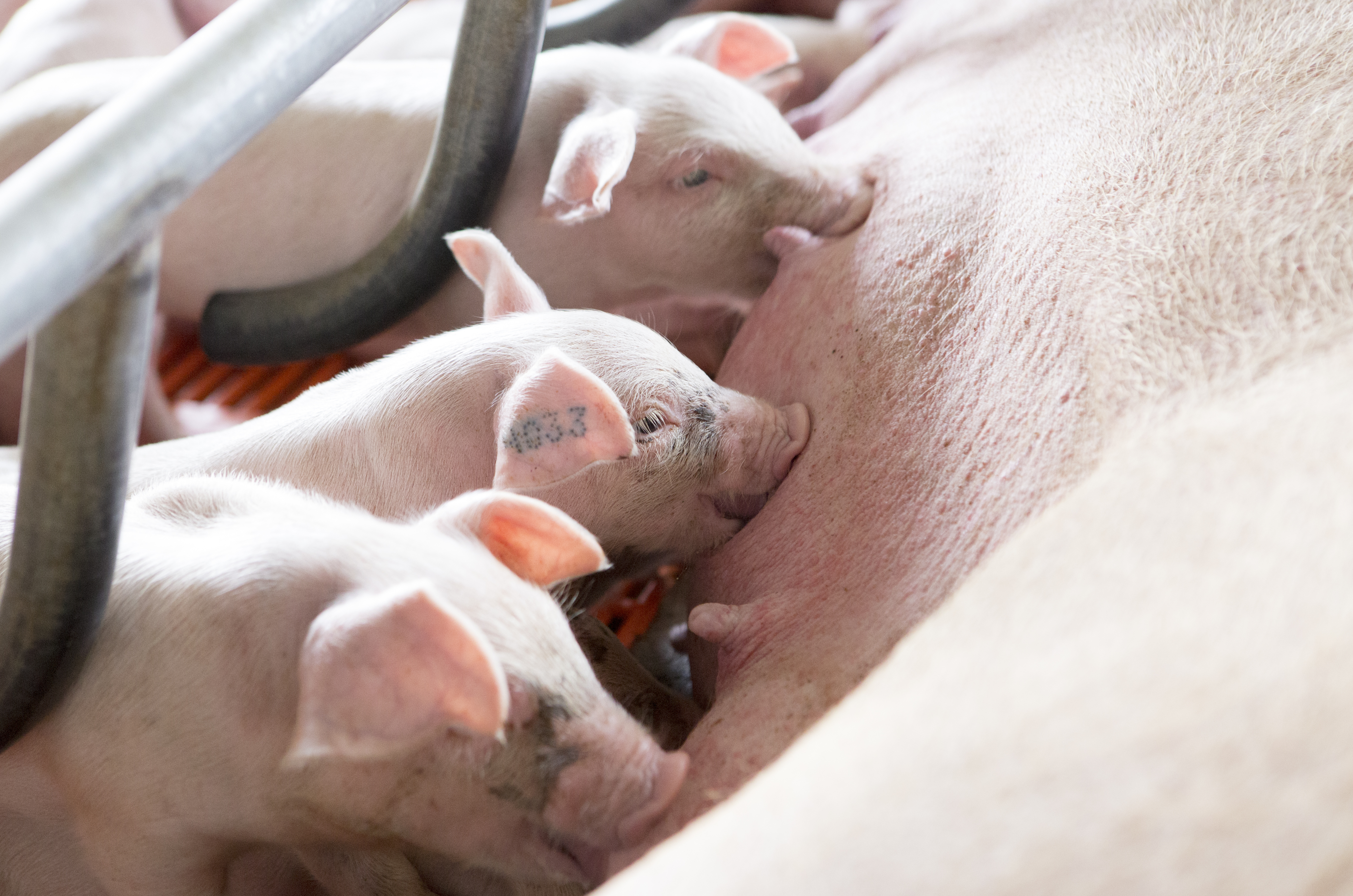 Livestock market in April 2019: Supply in China becomes the focus of the world market