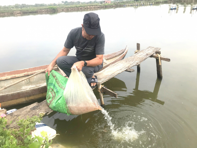 Effective shrimp farming thanks to limiting environmental pollution in farming water areas