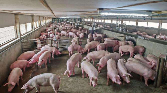 Thailand: Pork exports soar as neighboring countries struggle with African swine fever