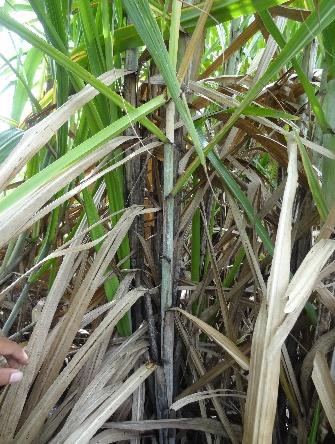 Integrated management process (IPM) of brown-headed sugarcane borer in Tay Ninh