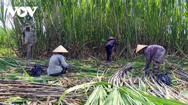 Imposing tax on Thai sugar, domestic sugarcane price immediately increases by 200,000 VND/ton