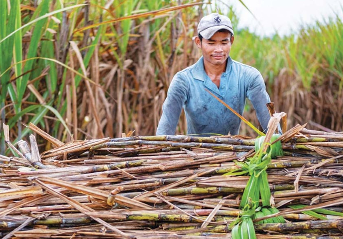 Sugarcane “recovers” thanks to trade defense measures