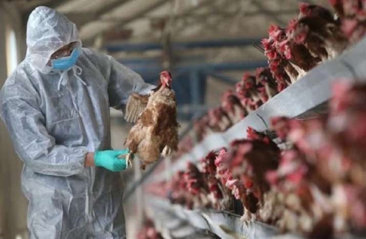 Be highly vigilant and proactive in preventing avian influenza virus A/H5N8