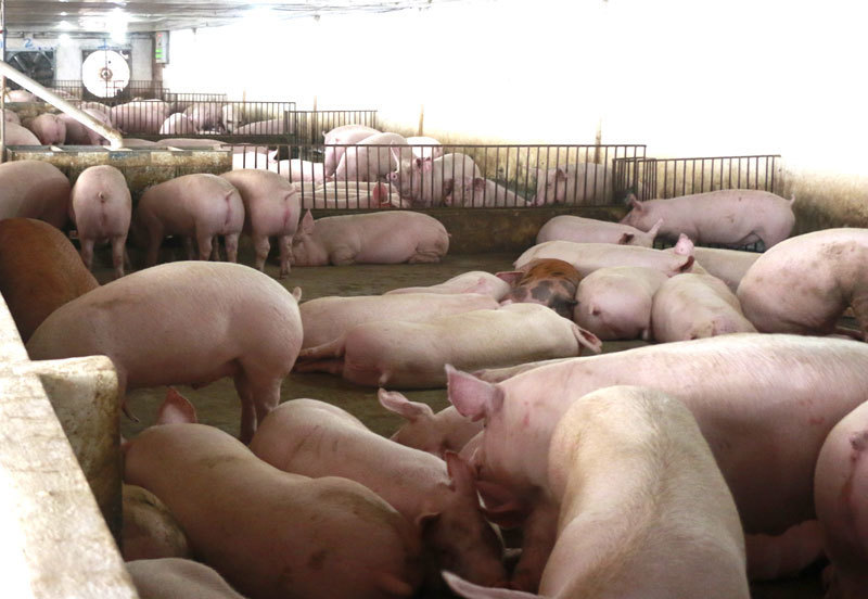 Pork prices drop to the lowest in two years