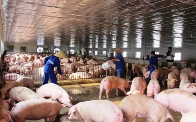 Opening the market to find a direction for the livestock industry