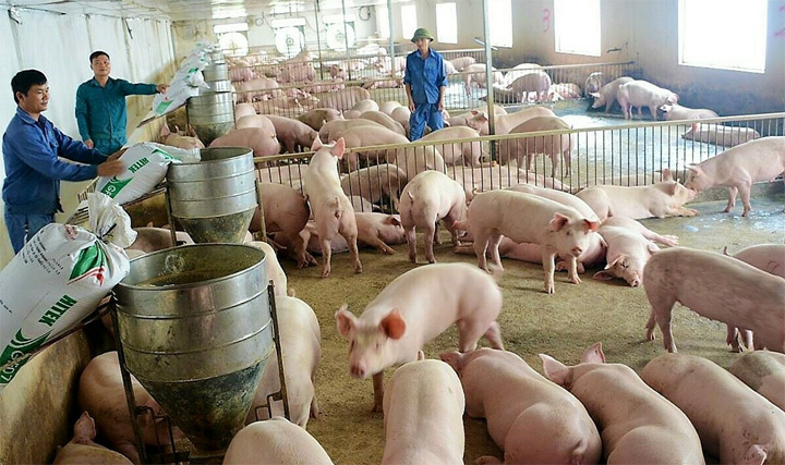 Pig price on July 6, 2021: Fluctuation of 1,000 - 6,000 VND/kg
