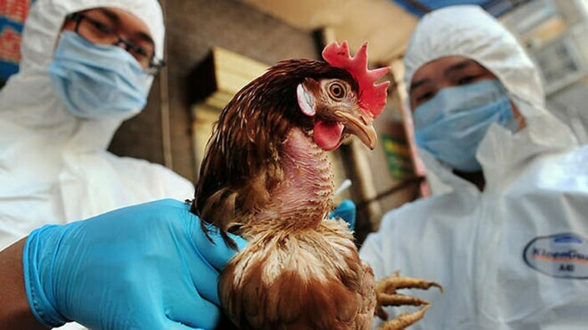 Urgent prevention of A/H5N8 avian influenza appearing for the first time in Vietnam