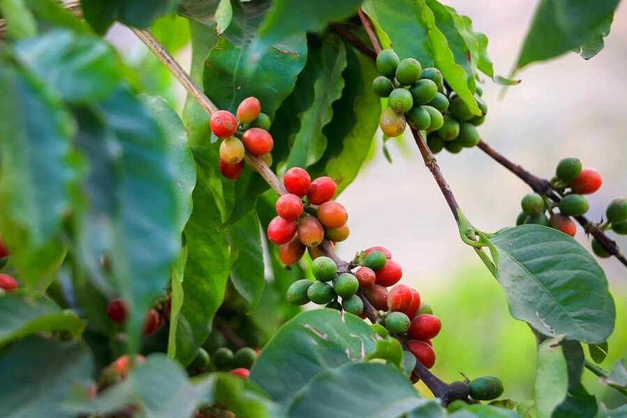 Coffee prices 7/7: Farmers dump goods, causing Arabica to plummet