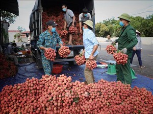 Earning over VND6,800 billion from Lychee, Bac Giang "succeeds in hardship"