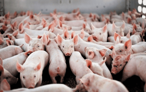 Pork prices plummet, and pig capital is still sitting on fire looking for output