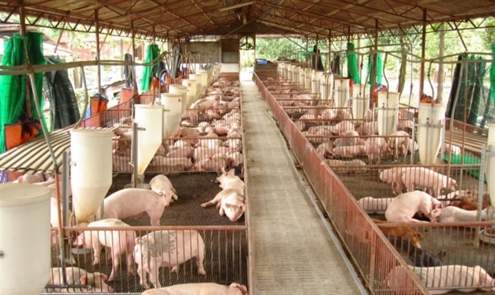 Millions of pigs in Dong Nai are 'stuck' and cannot be sold