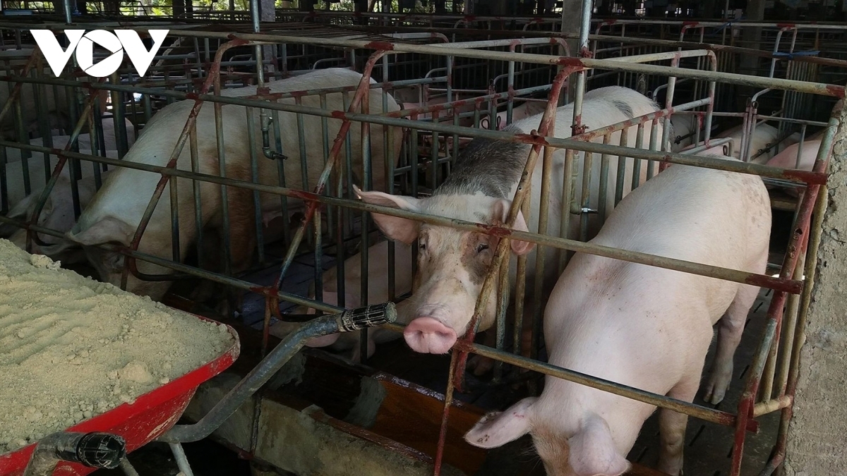 Proposal to reduce import tax on corn and wheat to reduce animal feed prices