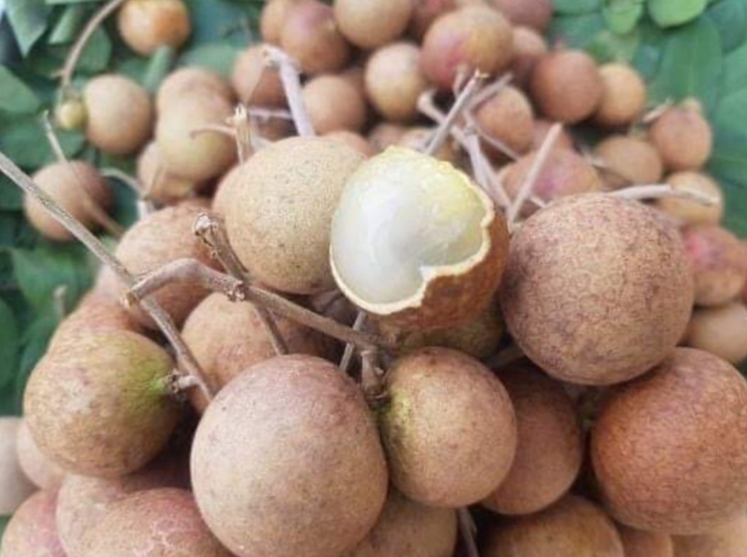 1,300 tons of longan are unsold, farmers in Ba Ria - Vung Tau are crying because the price is only 1/3