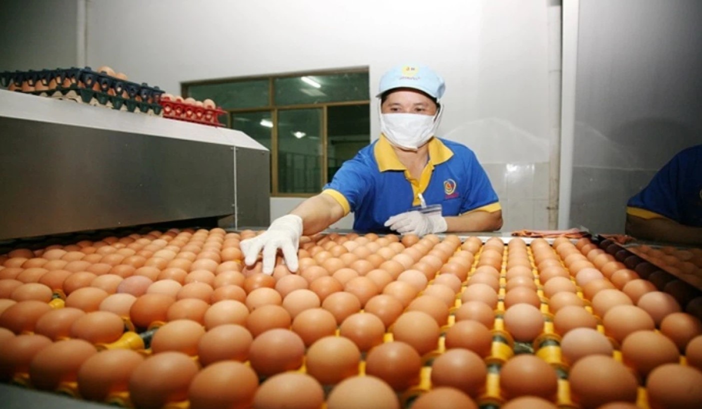 The supply of poultry eggs during the COVID-19 pandemic is still very large