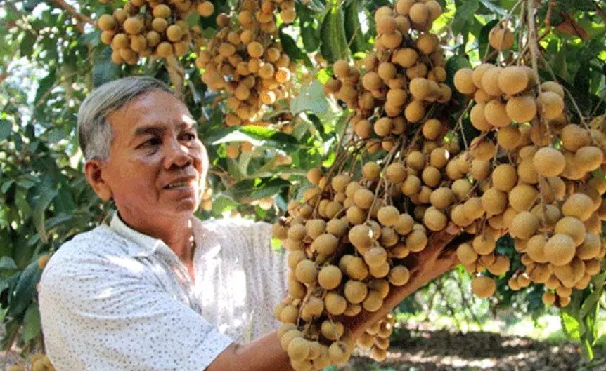 Nearly 5,000 tons of longan about to be harvested are 'stuck' at the output