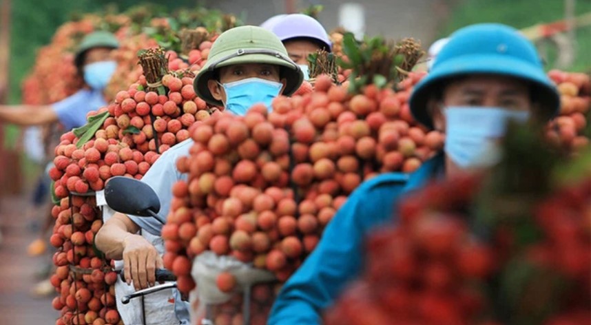 From the saying "each Vietnamese person eats a few ounces of lychee" to the miracle of domestic lychee consumption exceeding exports in the midst of the pandemic