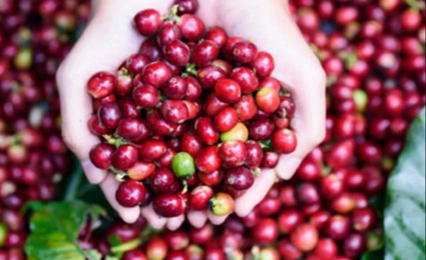 Export coffee prices are expected to continue to increase, will the domestic coffee industry benefit?