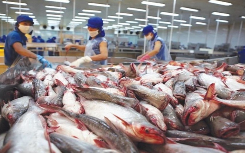Why are many pangasius exporting enterprises withdrawing from the EU?
